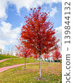 Bright Red Maple Trees in Autumn City Park 139844132