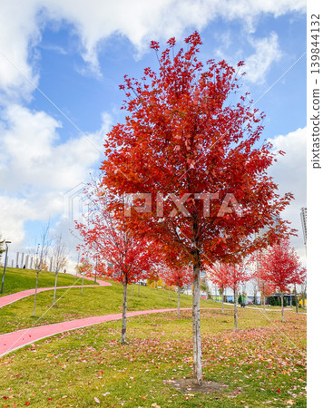 Bright Red Maple Trees in Autumn City Park Bright Red Maple Trees in Autumn City Park 139844132