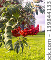 Red Rowan Berries on Branch in Summer Park 139844133