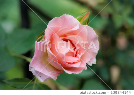 Colorful roses that heal the hearts of many people Colorful roses that heal the hearts of many people 139844144