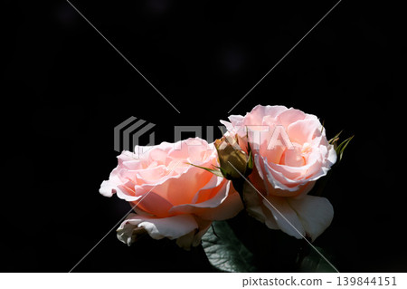 Colorful roses that heal the hearts of many people Colorful roses that heal the hearts of many people 139844151