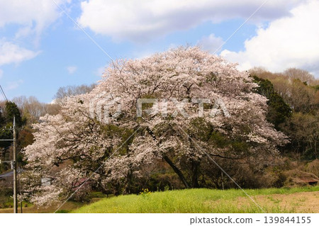 Scenery from My Neighbor Totoro 139844155
