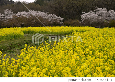A field of rape blossoms heralding the arrival of spring A field of rape blossoms heralding the arrival of spring 139844184