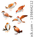 Six watercolor illustrations of sparrows, each depicted in a slightly different pose 139844212