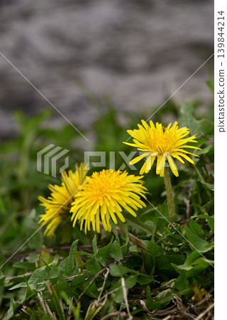 Dandelion telling spring Dandelion telling spring 139844214