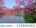 神奈川縣橫濱市三池公園的櫻花盛開 139844263