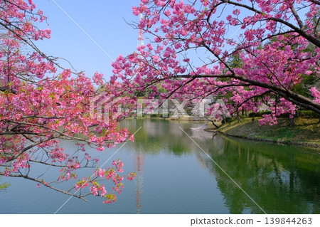 神奈川縣橫濱市三池公園的櫻花盛開 139844263