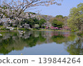神奈川縣橫濱市三池公園的櫻花盛開 139844264