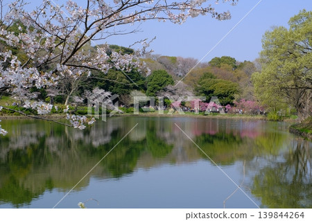神奈川縣橫濱市三池公園的櫻花盛開 139844264