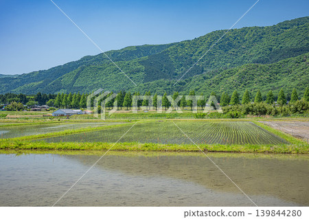 A tranquil rural landscape of Oku-Biwako, lined with Metasequoia trees, Makino-cho, Takashima City, Shiga Prefecture. 139844280
