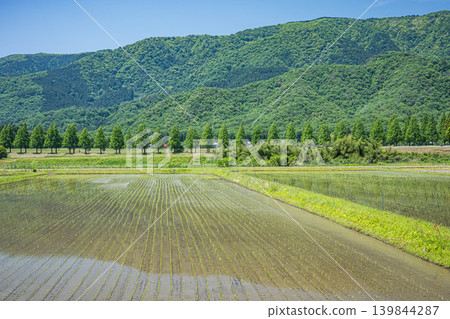 A tranquil rural landscape of Oku-Biwako, lined with Metasequoia trees, Makino-cho, Takashima City, Shiga Prefecture. 139844287