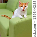 A brown and white cat meows with its mouth open on a green sofa. 139844288