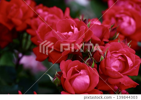 A red rose in full bloom A red rose in full bloom 139844303