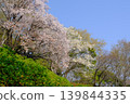 神奈川縣二宮町東山公園的櫻花 139844335
