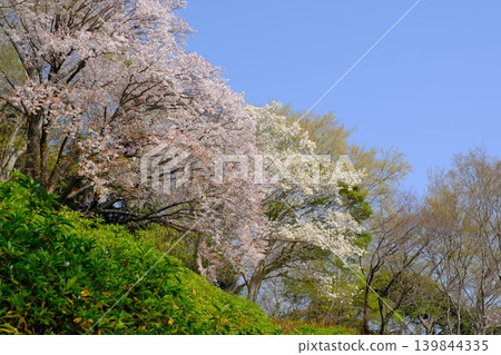 神奈川縣二宮町東山公園的櫻花 神奈川縣二宮町東山公園的櫻花 139844335