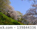 神奈川縣二宮町東山公園的櫻花 139844336