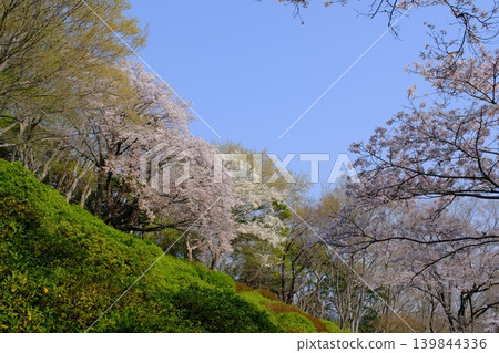 神奈川縣二宮町東山公園的櫻花 神奈川縣二宮町東山公園的櫻花 139844336