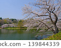 神奈川縣橫濱市三池公園的櫻花盛開 139844339