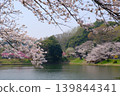 神奈川縣橫濱市三池公園的櫻花盛開 139844341