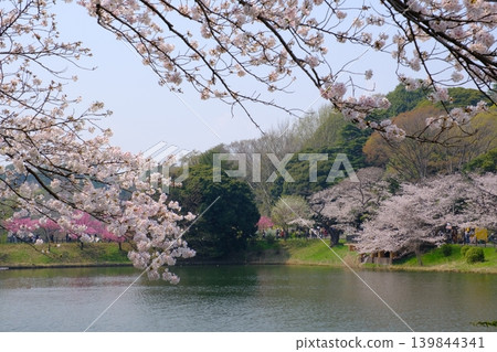 神奈川縣橫濱市三池公園的櫻花盛開 139844341