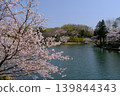 神奈川縣橫濱市三池公園的櫻花盛開 139844343