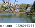 神奈川縣橫濱市三池公園的櫻花盛開 139844344