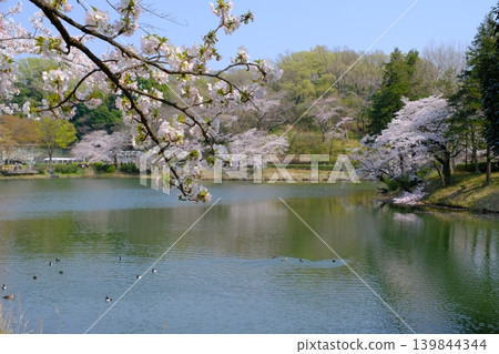 神奈川縣橫濱市三池公園的櫻花盛開 神奈川縣橫濱市三池公園的櫻花盛開 139844344