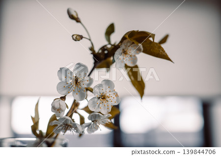 Minimalist close up of white cherry blossoms in a glass vase. Elegant spring branch with soft focus and muted tones. Concept of fragility, purity, and interior zen. High-end botanical lifestyle. Minimalist close up of white cherry blossoms in a glass vase. Elegant spring branch with soft focus and muted tones. Concept of fragility, purity, and interior zen. High-end botanical lifestyle. 139844706
