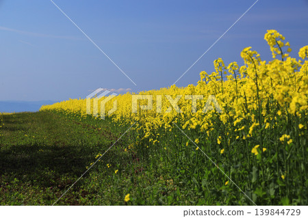 A spring scene of rapeseed fields and country paths leading to the flower fields of San-no-kura Plateau in Kitakata City, Fukushima Prefecture. A spring scene of rapeseed fields and country paths leading to the flower fields of San-no-kura Plateau in Kitakata City, Fukushima Prefecture. 139844729