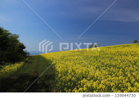 A field of rapeseed flowers and a country path in the San-no-Kura Plateau flower field in Kitakata City, Fukushima Prefecture. 139844730