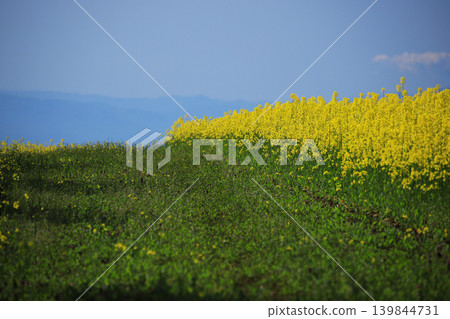 A country path leading to the flower fields of San-no-Kura Plateau and canola flowers in full bloom. 139844731