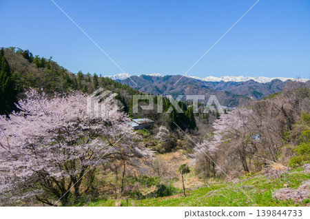Snow-capped Northern Alps and cherry blossoms in full bloom [Photo taken from a certain location in Nagano City] 139844733