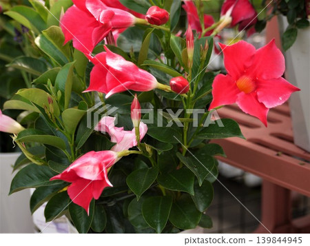 Red flowers of a potted Mandevilla Red flowers of a potted Mandevilla 139844945