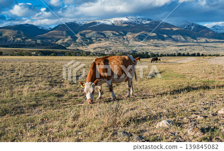 A cow grazes on dry grass in a wide pasture in the Altai region. Snow-covered mountains rise in the background under A cow grazes on dry grass in a wide pasture in the Altai region. Snow-covered mountains rise in the background under 139845082