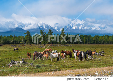 A large herd of horses graze peacefully in a lush green Altai meadow. Snow-capped mountains rise majestically behind a dense forest A large herd of horses graze peacefully in a lush green Altai meadow. Snow-capped mountains rise majestically behind a dense forest 139845130