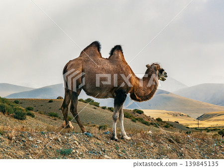 A camel is seen standing on a hillside. The mountains rise in the background, setting a natural scene A camel is seen standing on a hillside. The mountains rise in the background, setting a natural scene 139845135