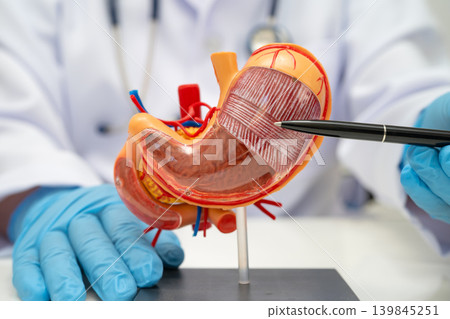 Stomach disease, doctor with anatomy model for study diagnosis and treatment in hospital. Stomach disease, doctor with anatomy model for study diagnosis and treatment in hospital. 139845251