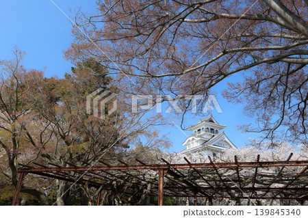 Nagahama Castle, Shiga Prefecture: The castle where Hashiba Hideyoshi rose to power; scenes from the spring castle festival. Nagahama Castle, Shiga Prefecture: The castle where Hashiba Hideyoshi rose to power; scenes from the spring castle festival. 139845340