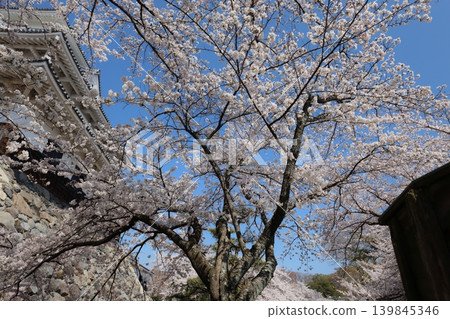 滋賀縣長濱城：羽柴秀吉崛起的城堡；春季城堡祭的場景。 139845346
