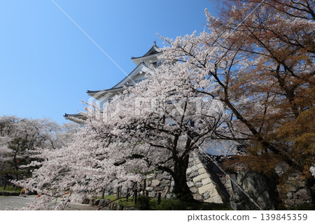 滋賀縣長濱城:羽柴秀吉崛起的城堡;春季城堡祭的場景。 滋賀縣長濱城:羽柴秀吉崛起的城堡;春季城堡祭的場景。 139845359