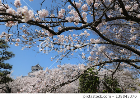 滋賀縣長濱城：羽柴秀吉崛起的城堡；春季城堡祭的場景。 139845370