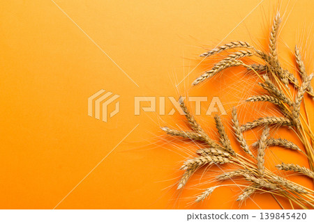 Sheaf of wheat ears close up and seeds on colored background. Natural cereal plant, harvest time concept. Top view, flat lay with copy space. world wheat crisis Sheaf of wheat ears close up and seeds on colored background. Natural cereal plant, harvest time concept. Top view, flat lay with copy space. world wheat crisis 139845420