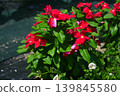 Impatiens 139845580