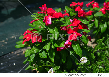鳳仙花 鳳仙花 139845580