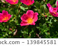 Portulaca 139845581