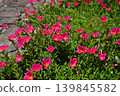 Portulaca 139845582