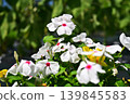 Nichinichiso 139845583
