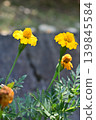 Marigold  139845584