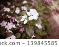 Nichinichiso 139845585