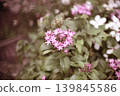 Pentas 139845586